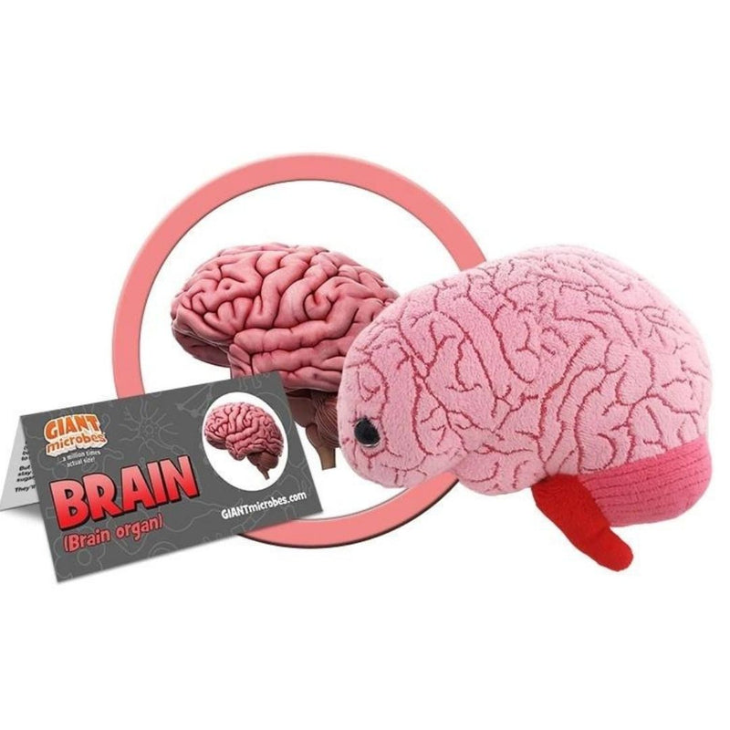 Brain
