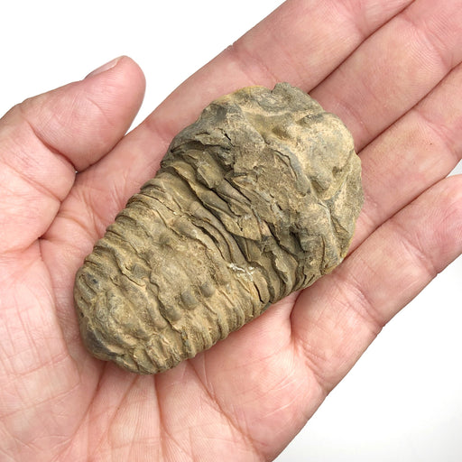 Geodiscoveries | Fossils Rough Trilobite