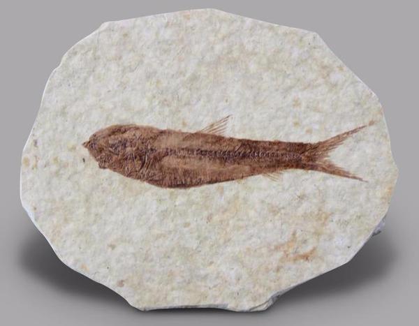 Fish Knightia Small Fossil