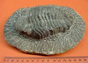 Large Black Detailed Trilobite