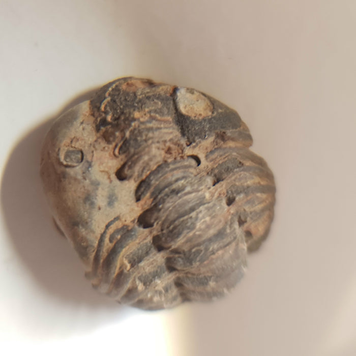 Mini Trilobite