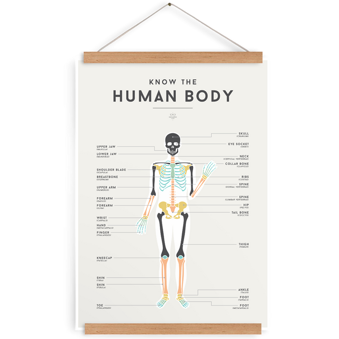 Squared Charts | Human Body